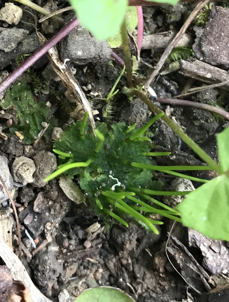 Donnell's Hornwort