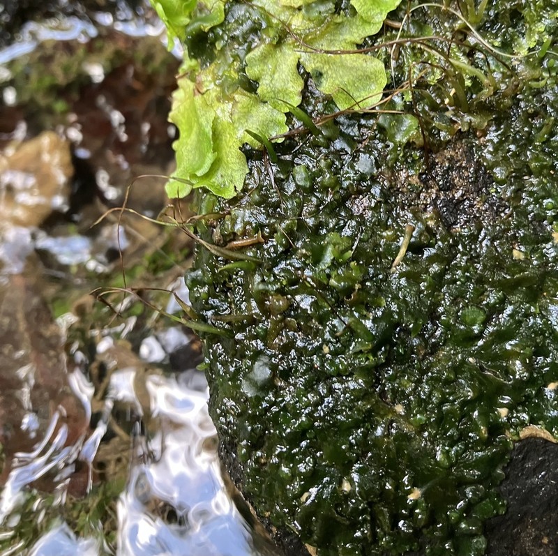 Donnell's Hornwort photo 2