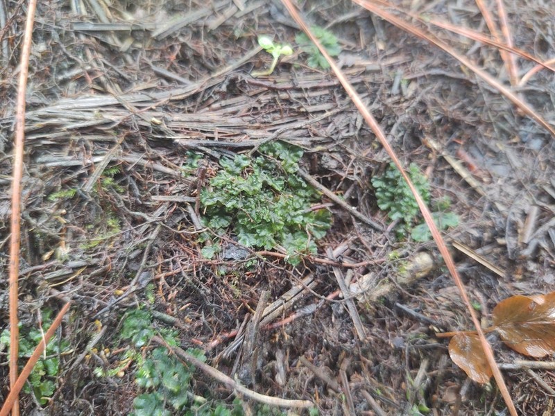 Donnell's Hornwort photo 3