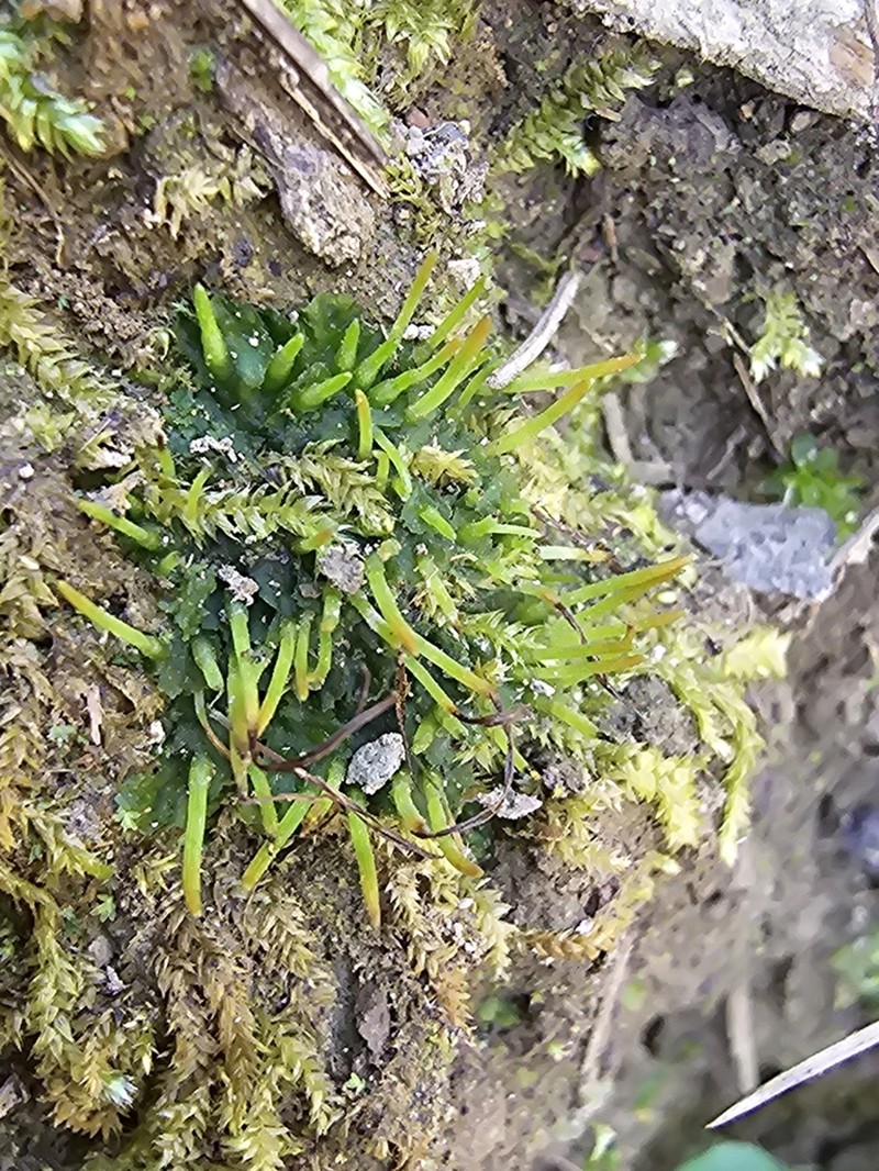 Donnell's Hornwort photo 4