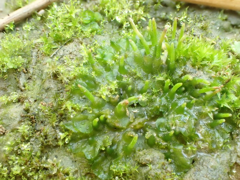Donnell's Hornwort photo 5