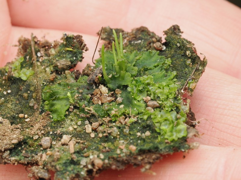 Donnell's Hornwort photo 6