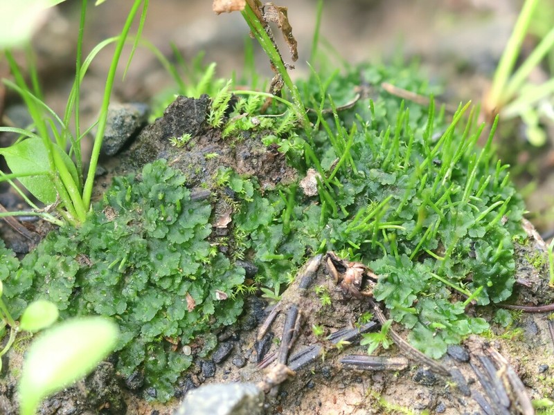 Donnell's Hornwort photo 7
