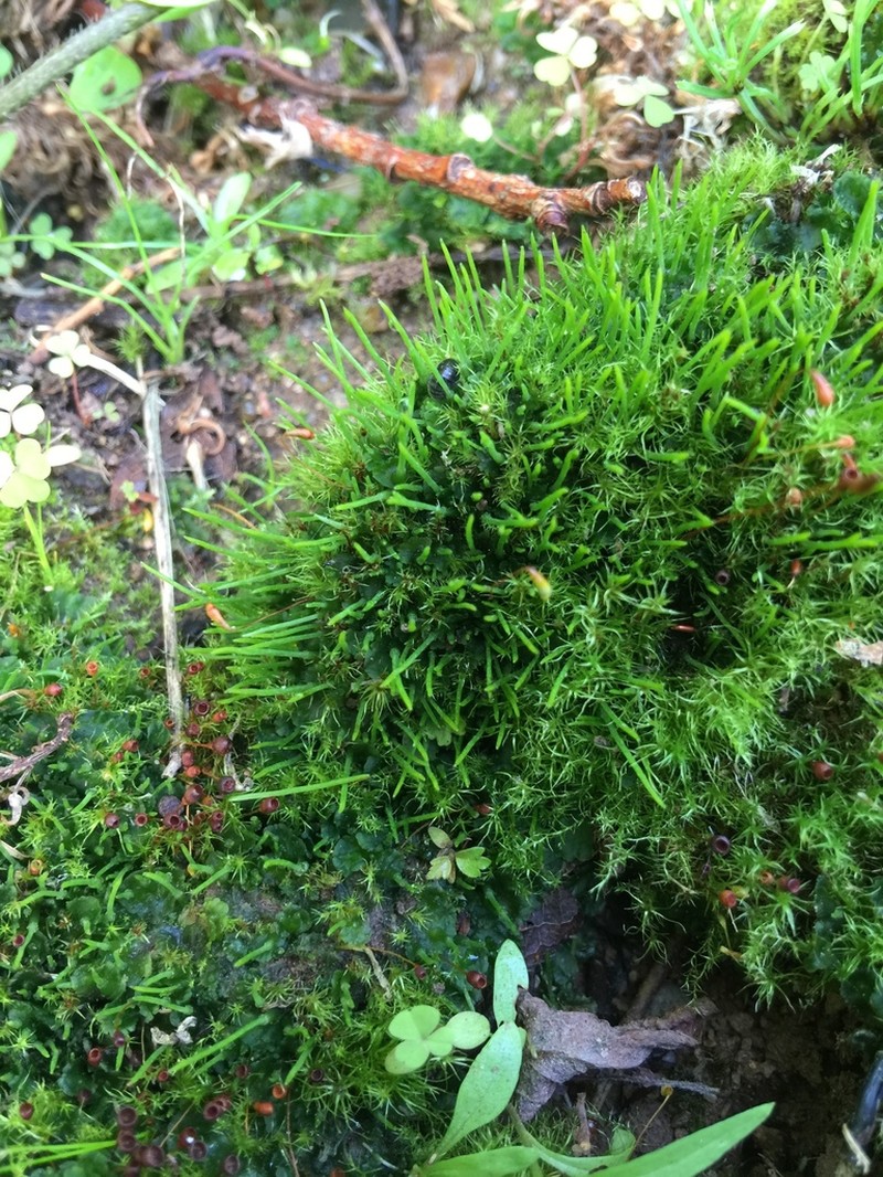 Donnell's Hornwort photo 8