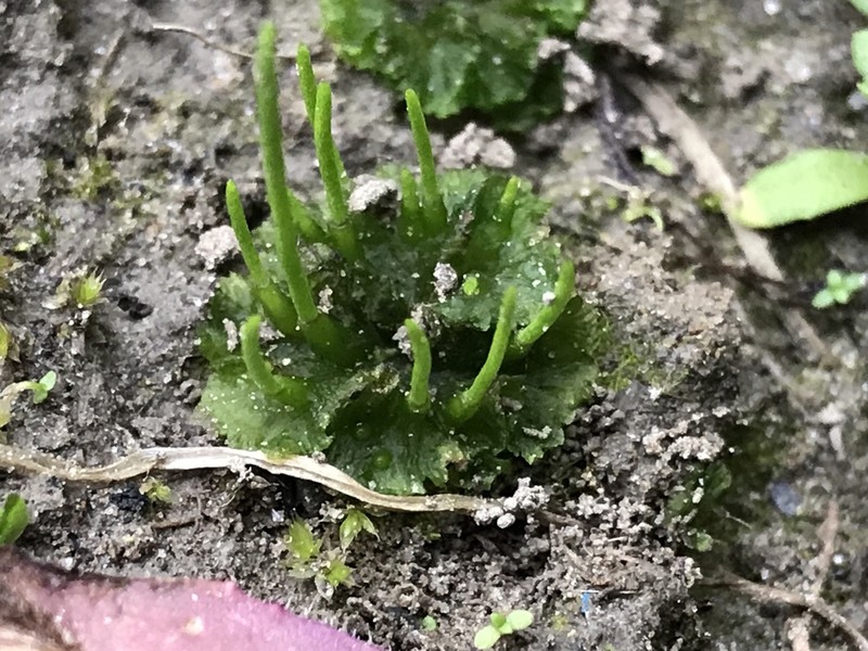 Hornwort