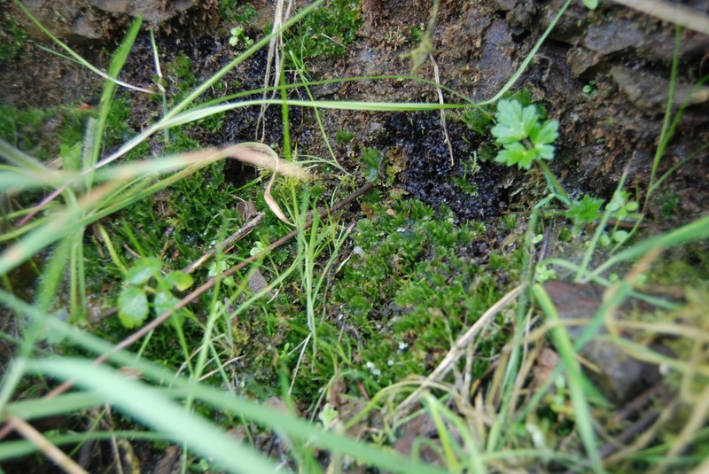 Hornwort photo 2