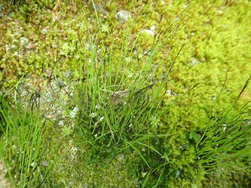 Hornwort photo 3