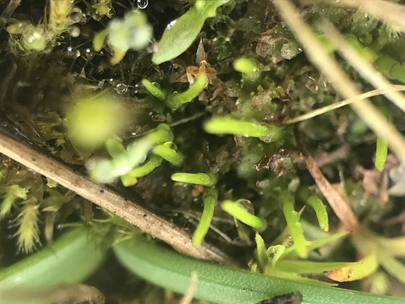 Hornwort photo 4