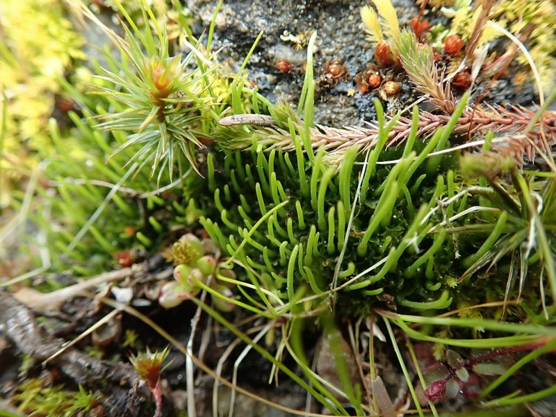 Hornwort photo 5