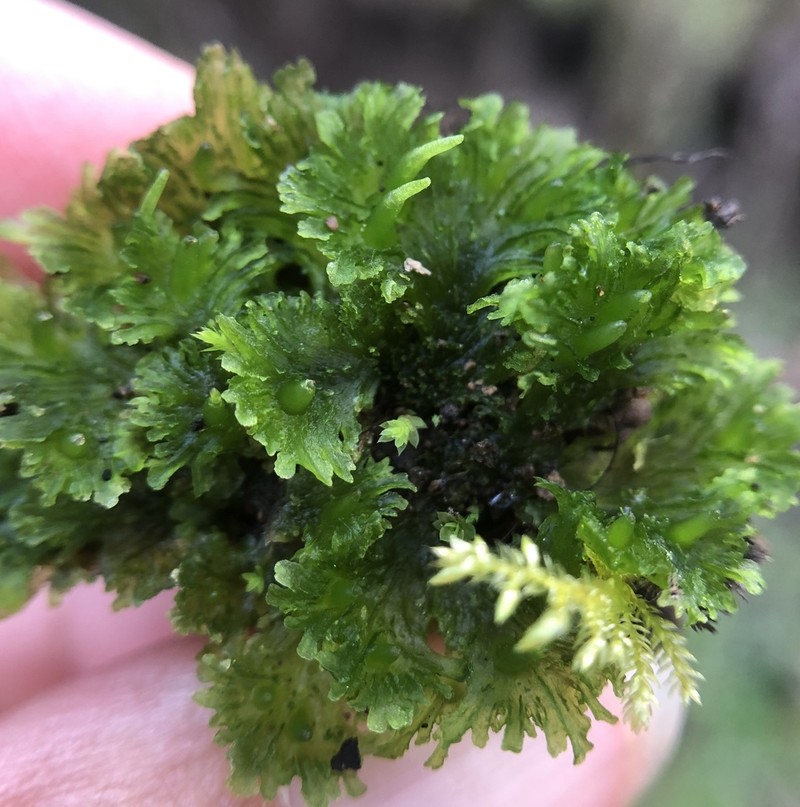 Hornwort photo 6