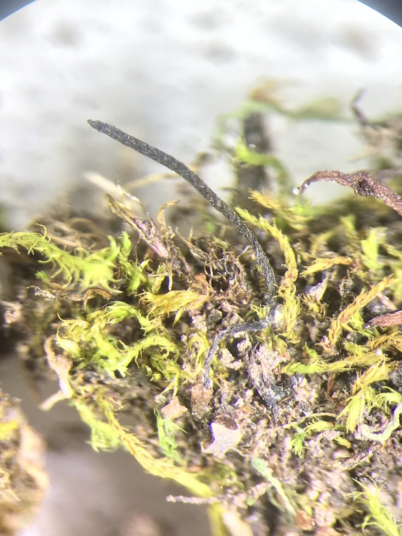 Hornwort photo 7