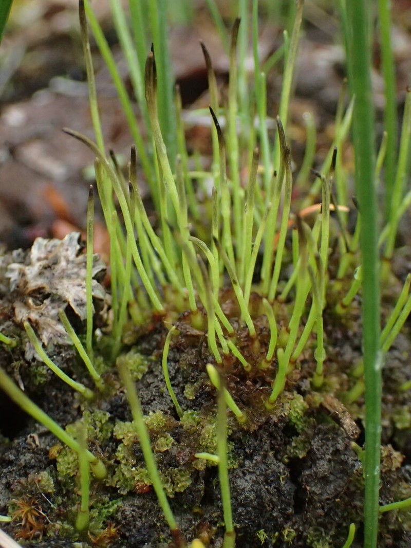 Hornwort photo 8