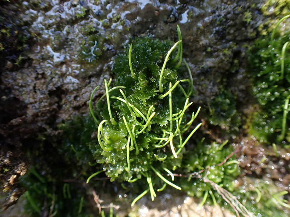 Hornwort