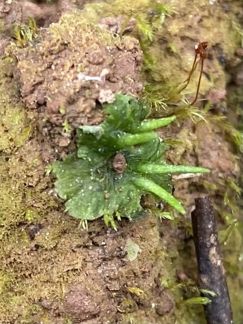 Macoun's Hornwort