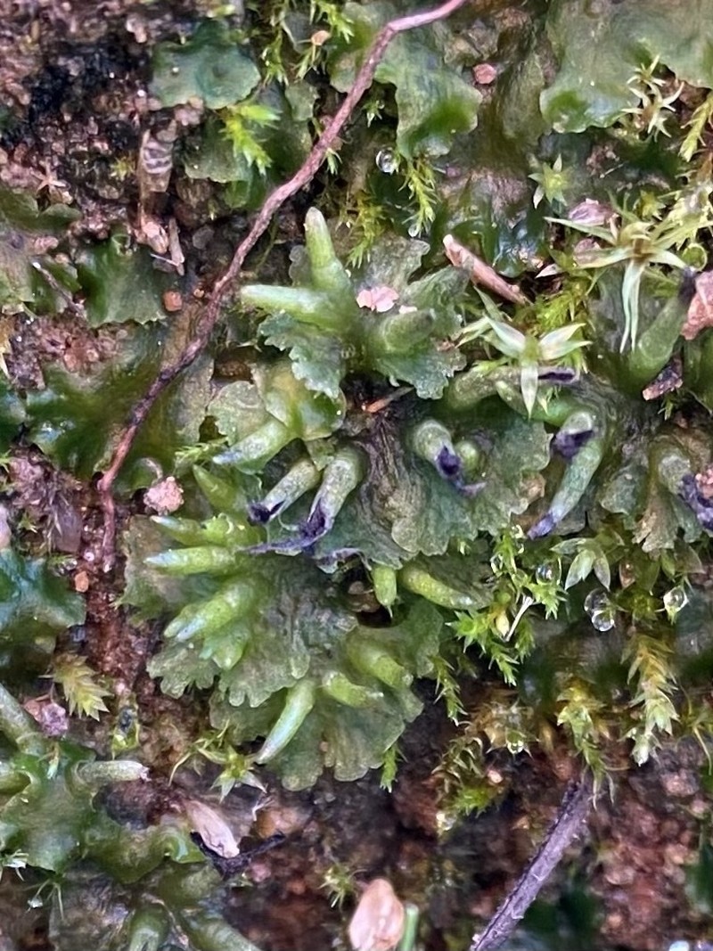Macoun's Hornwort photo 2