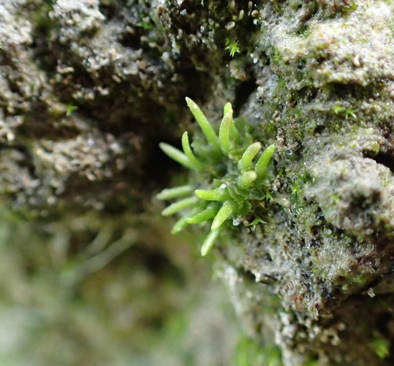 Macoun's Hornwort photo 3