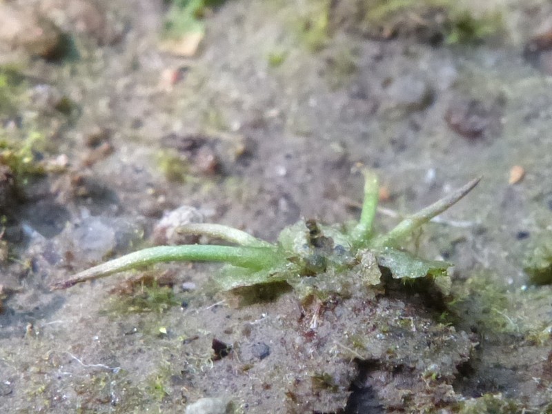 Macoun's Hornwort photo 4