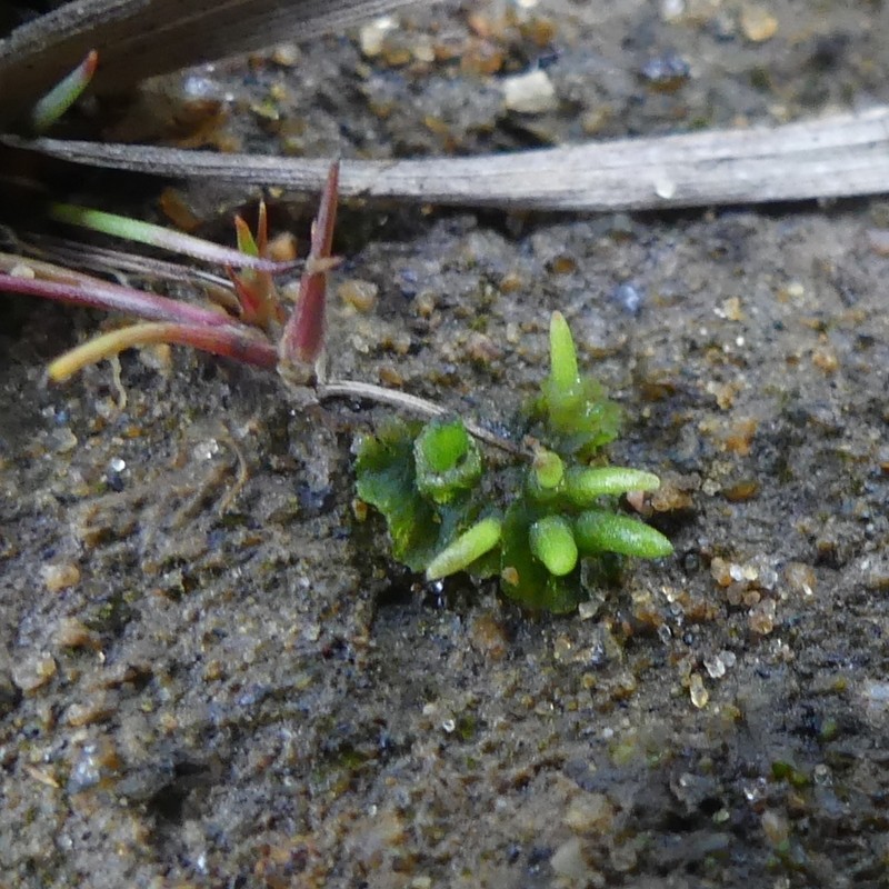 Macoun's Hornwort photo 5