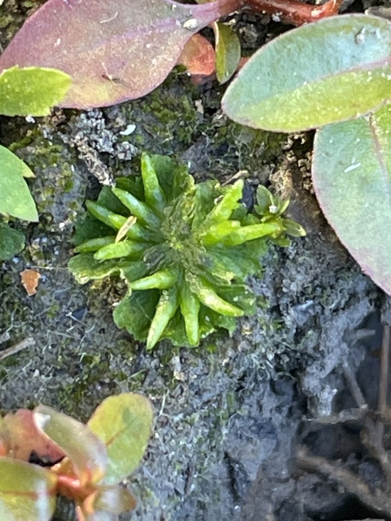 Macoun's Hornwort photo 6