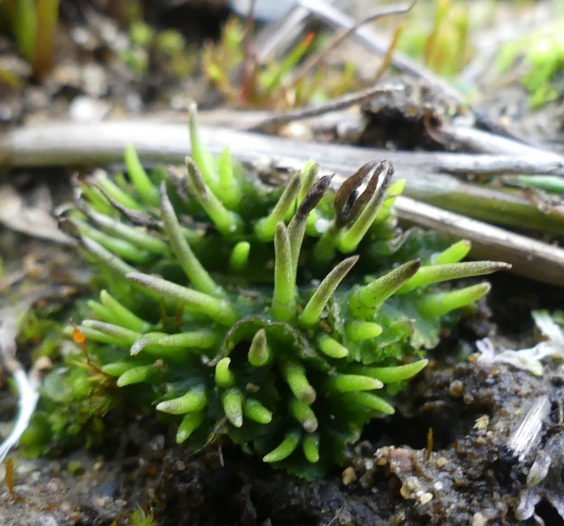 Macoun's Hornwort photo 7
