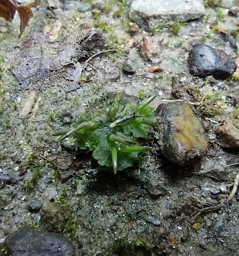 Macoun's Hornwort photo 8