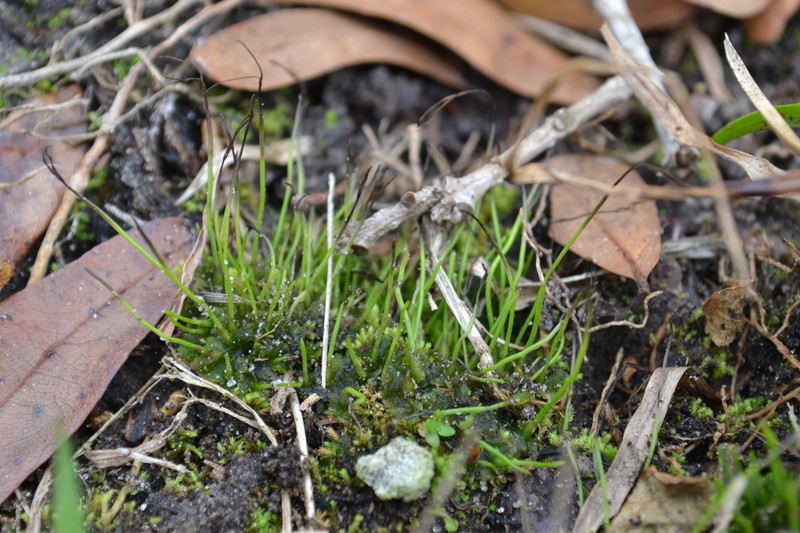 Hornwort photo 2