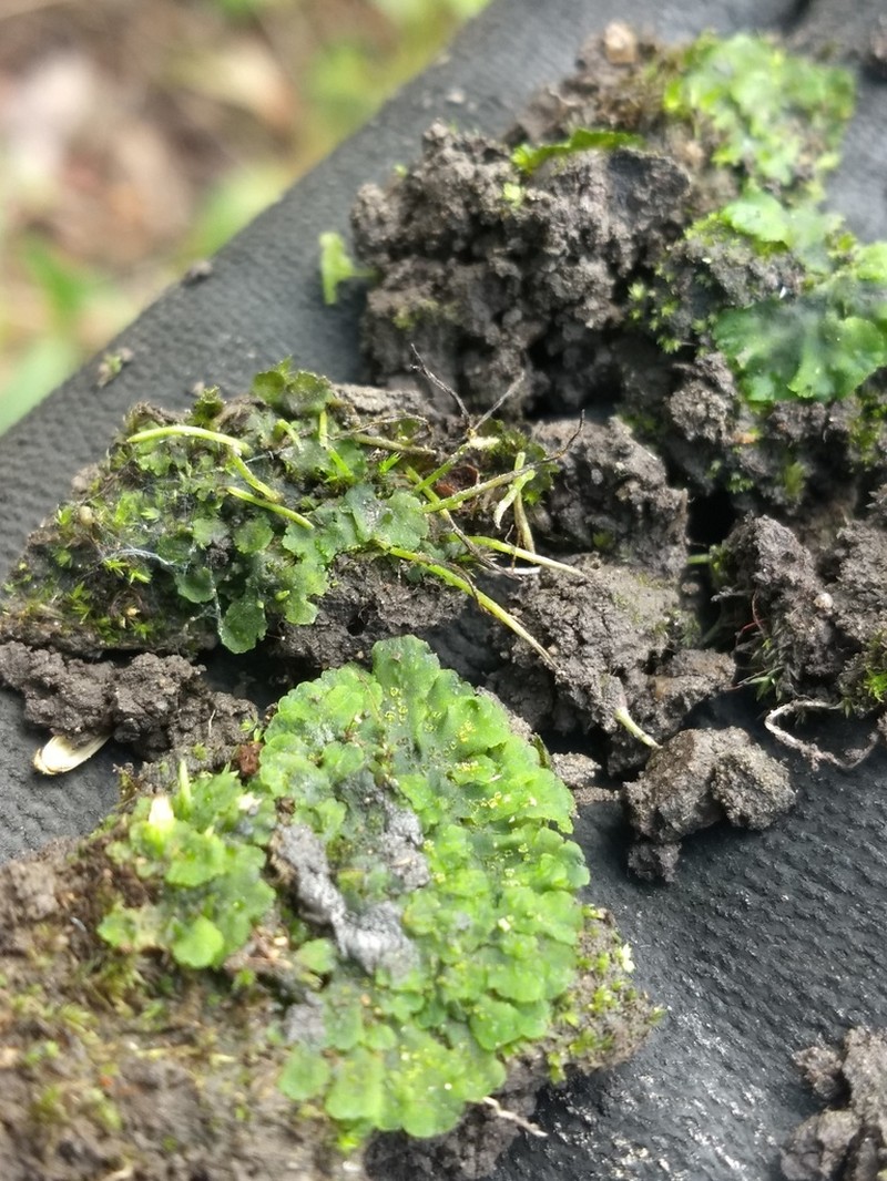 Hornwort photo 3