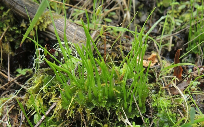 Hornwort photo 4