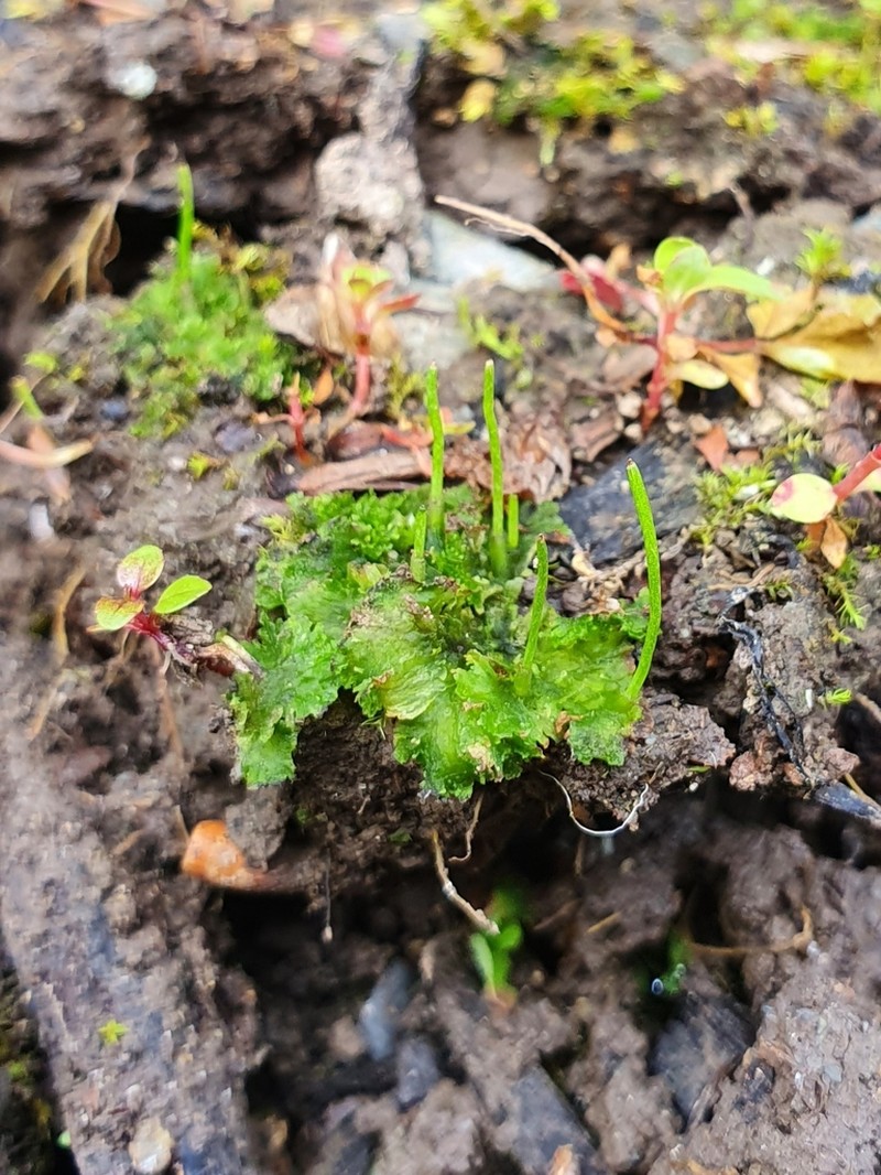 Hornwort photo 5