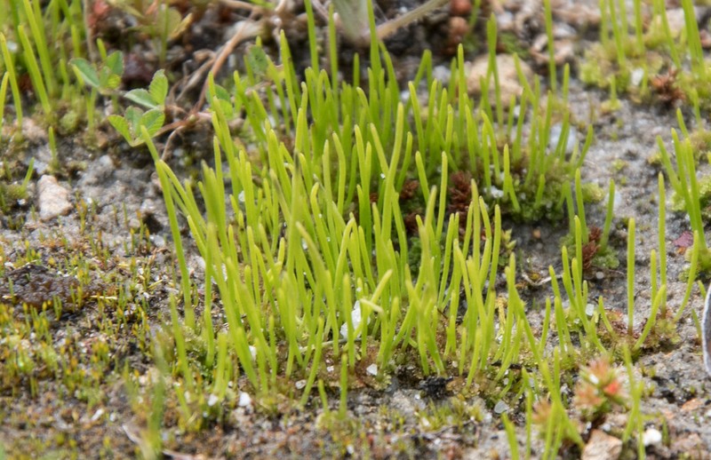 Hornwort photo 6