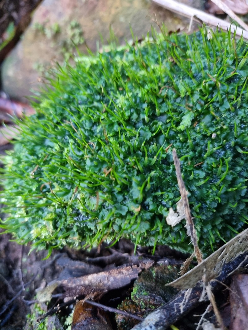 Hornwort photo 7