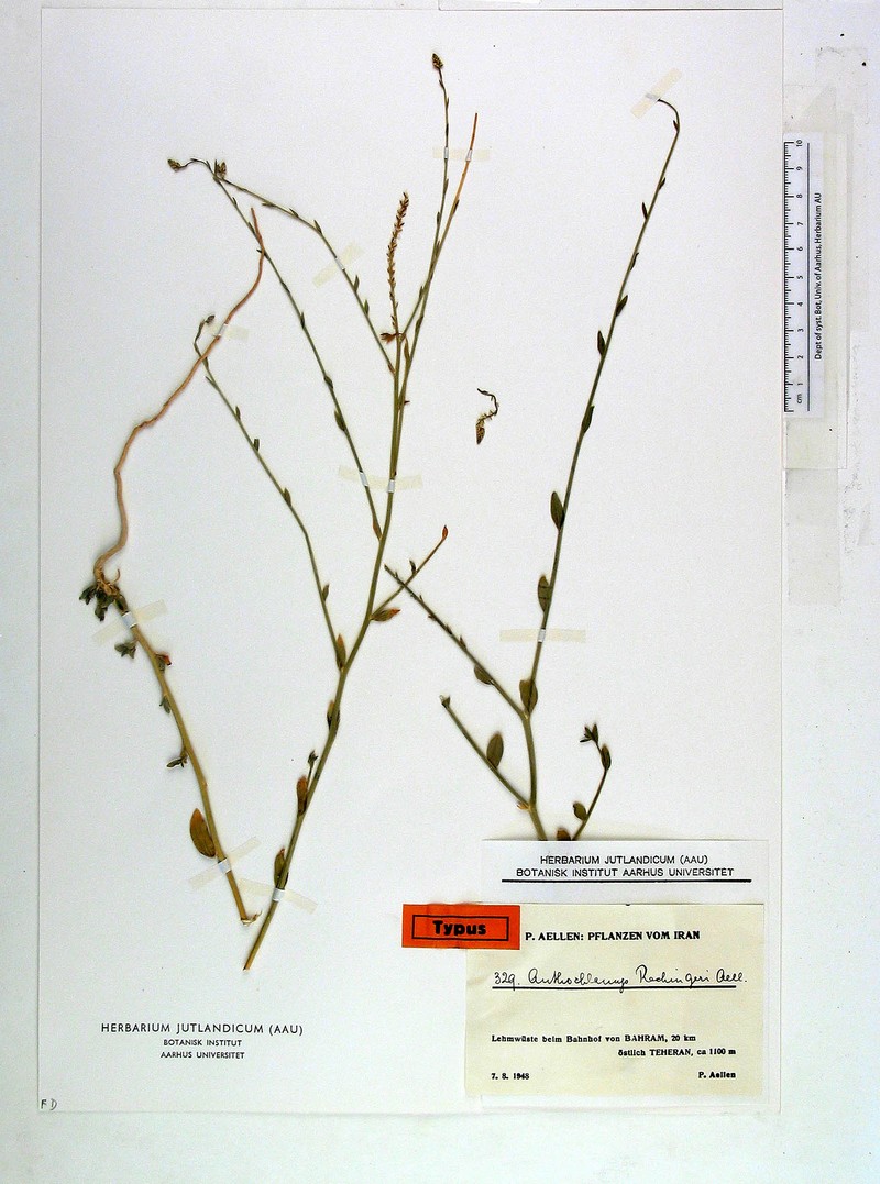 Anthochlamys polygaloides