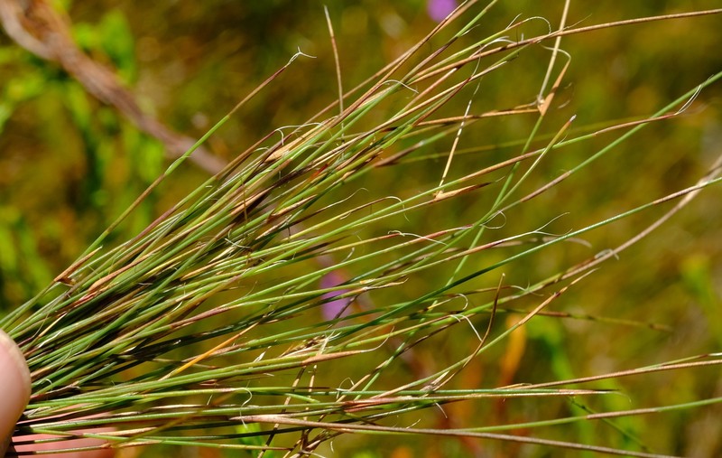 Anthochortus capensis photo 3