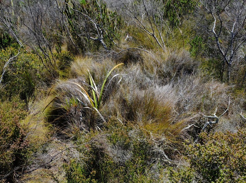 Anthochortus capensis photo 4