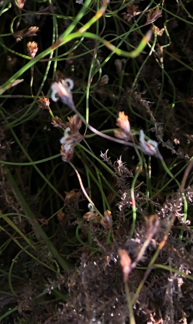 Anthochortus crinalis