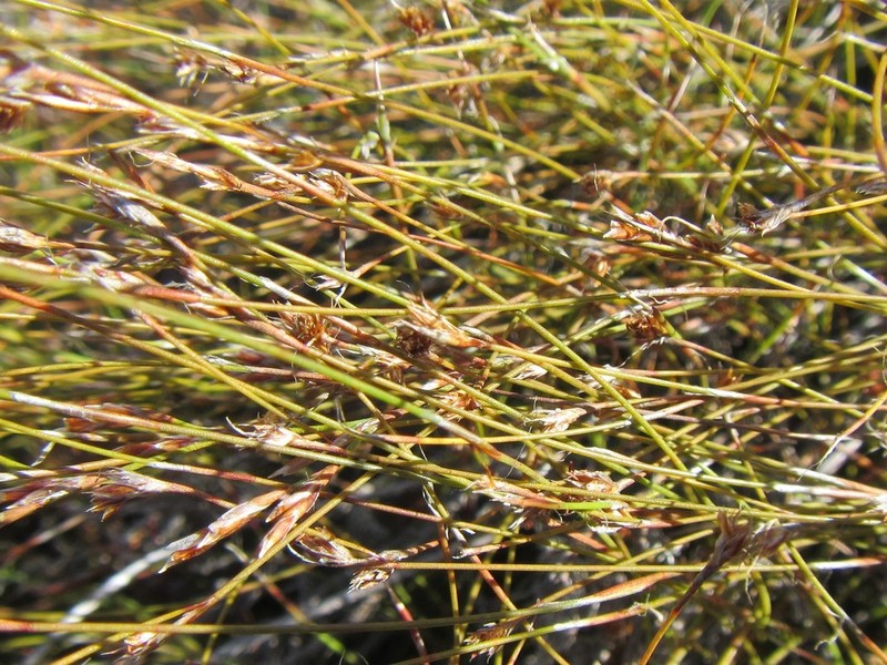 Anthochortus crinalis photo 3