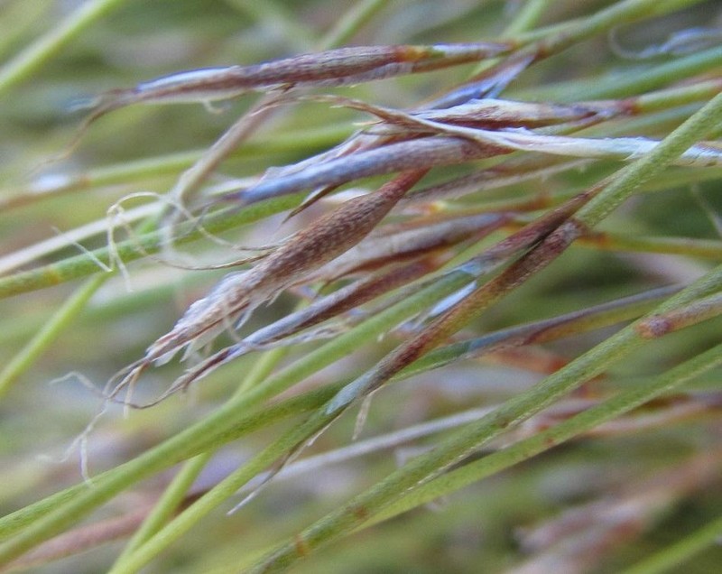 Anthochortus crinalis photo 5