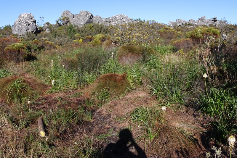 Anthochortus crinalis photo 6