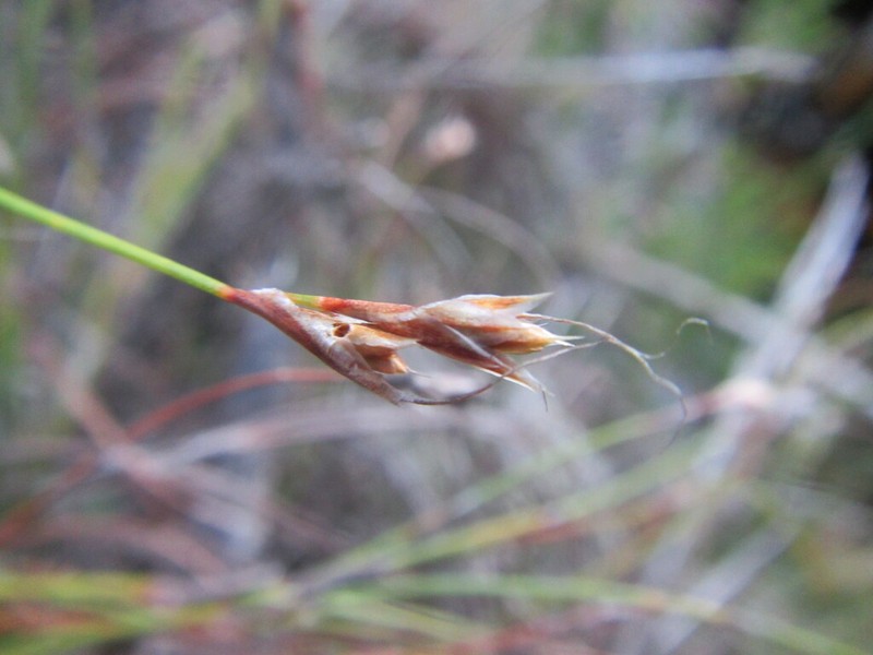 Anthochortus crinalis photo 7