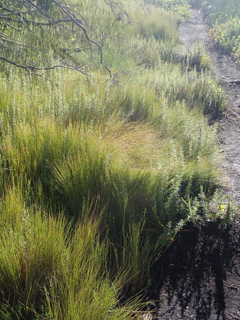 Anthochortus ecklonii photo 2