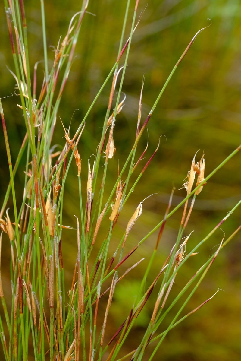 Anthochortus ecklonii photo 3
