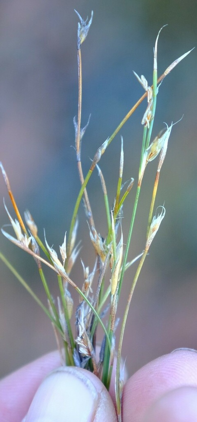 Anthochortus ecklonii photo 5