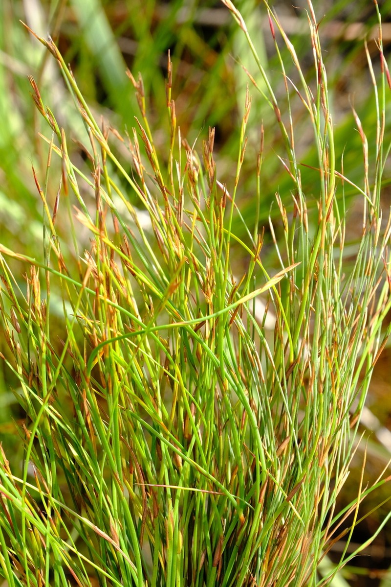 Anthochortus ecklonii photo 6