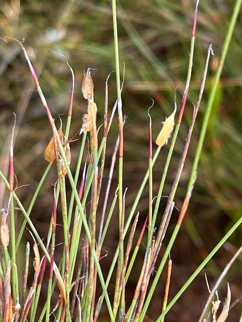 Anthochortus ecklonii photo 7