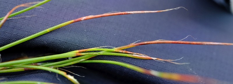 Anthochortus ecklonii photo 8