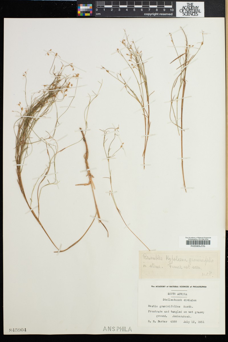 Anthochortus graminifolius photo 2