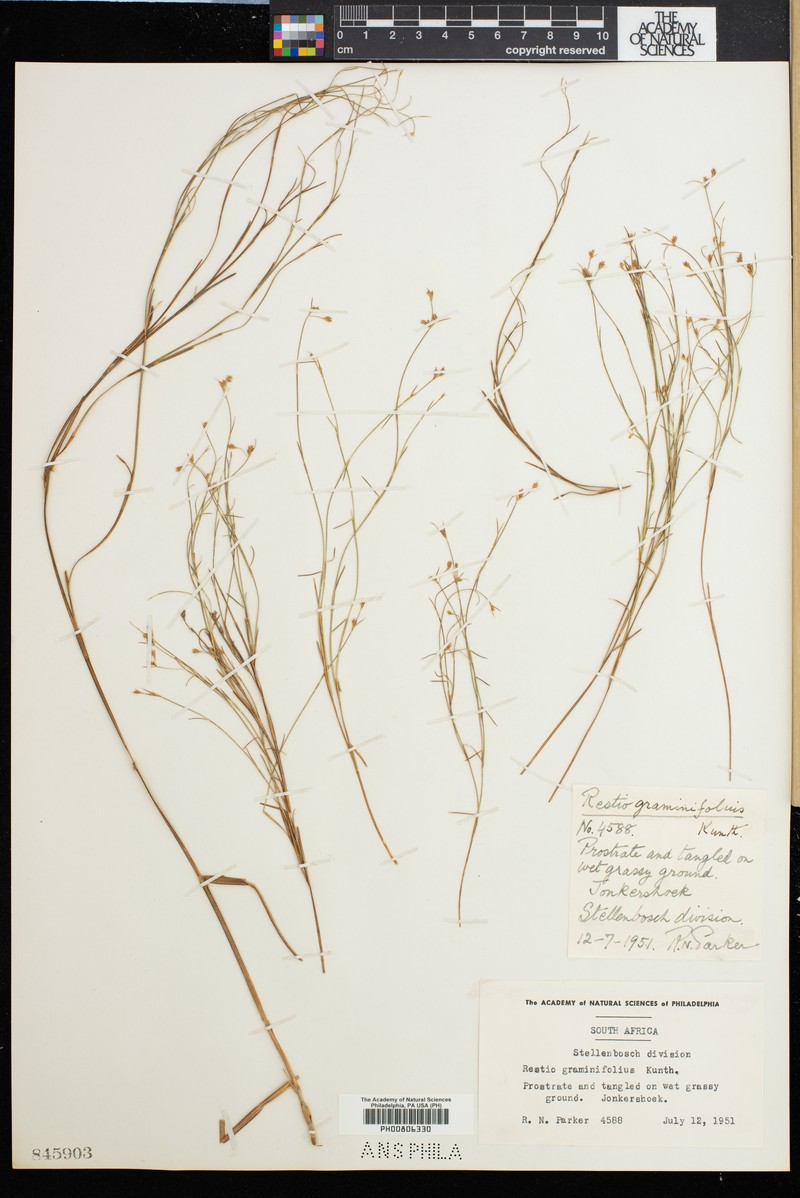Anthochortus graminifolius photo 3