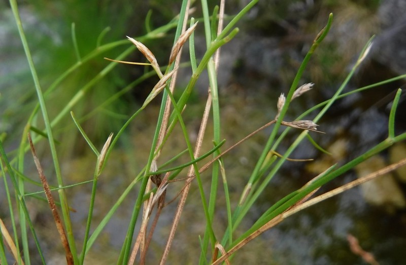 Anthochortus graminifolius photo 5