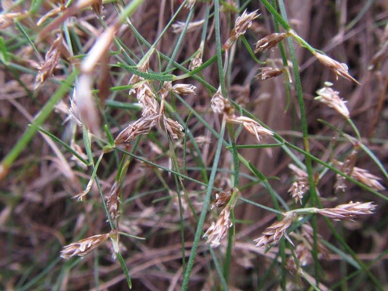 Anthochortus graminifolius photo 7