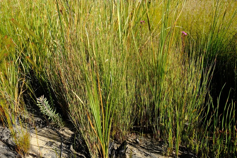 Anthochortus insignis photo 2